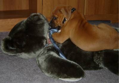 Ginger chewing on the big bear