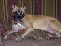 Ginger on Couch