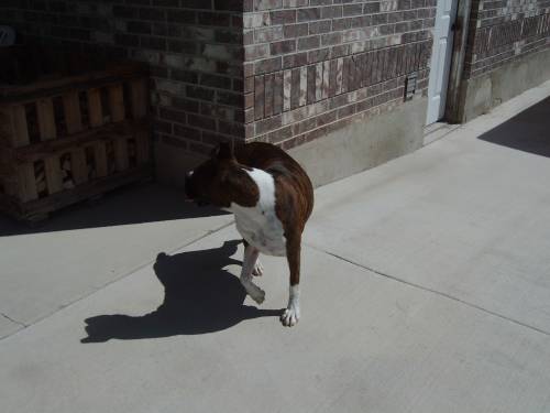 Ginger playing guard dog
