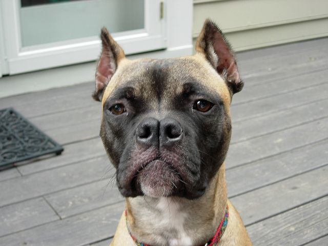 Ginger the Bull Boxer