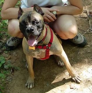 Ginger the Bull Boxer