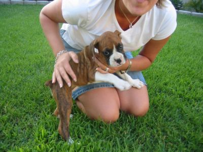 Ginger1_IMG