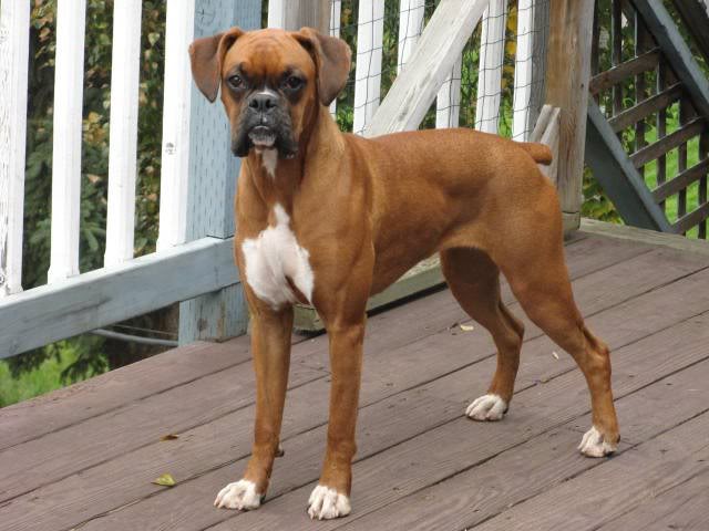 Ginger_10_Months_and_sassy