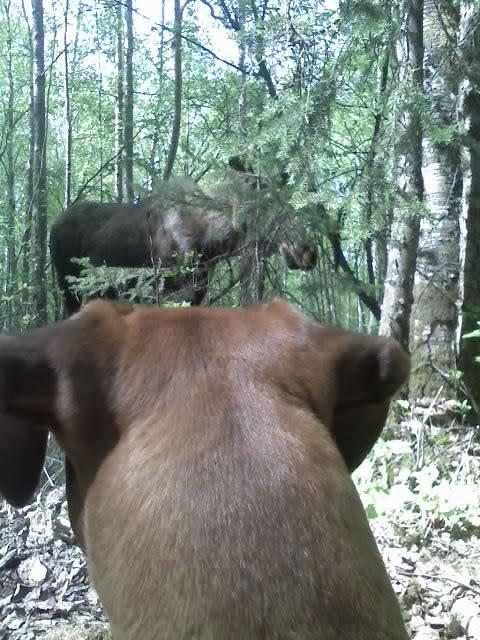 Ginger_and_the_Moose05-25-11
