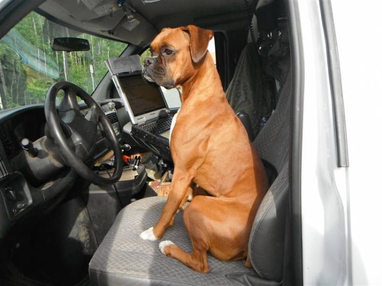Ginger_at_her_new_job_