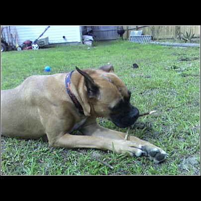 Ginger_backyard