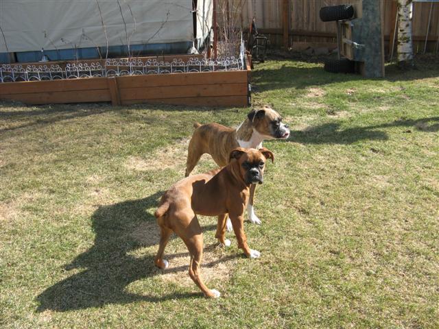 Ginger_Dakota_lookin_like_hoodlums