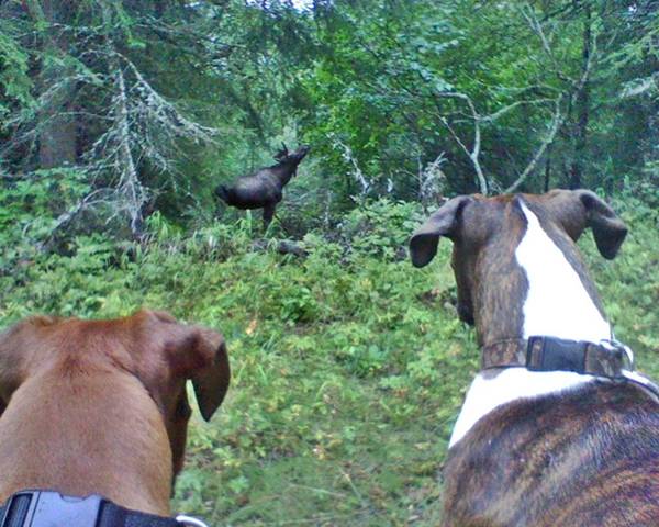 Ginger_Lily_and_the_Bull_Moose08-16-12