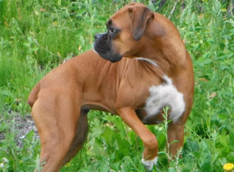 Ginger_looking_at_a_moose_
