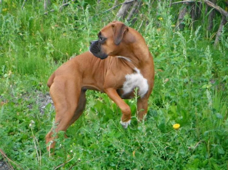 Ginger_looking_at_a_moose_orig_