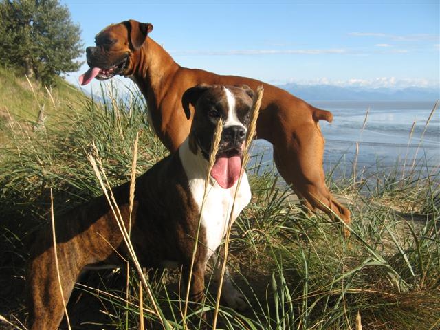 Ginger_N_lily_Kincaid_Small_