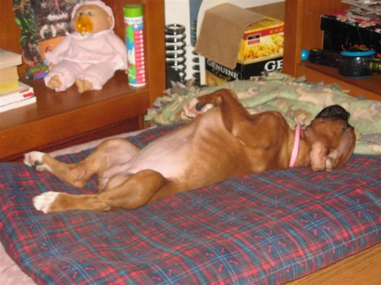 Ginger_shamelessly_passed_out_Medium_