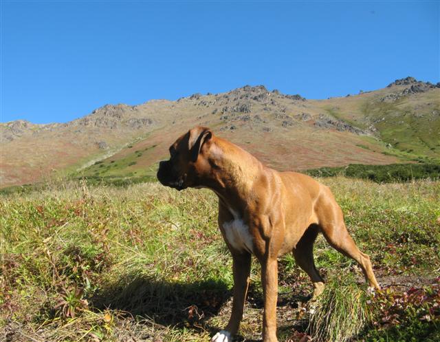 Ginger_taking_a_break