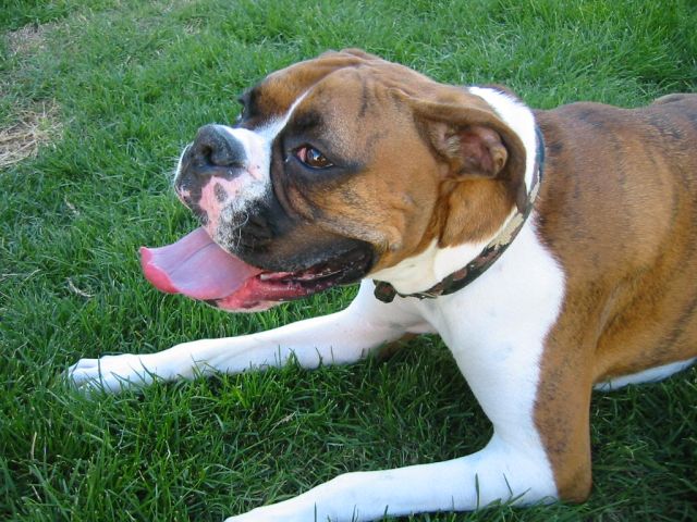 Ginger_tongue_out_IMG