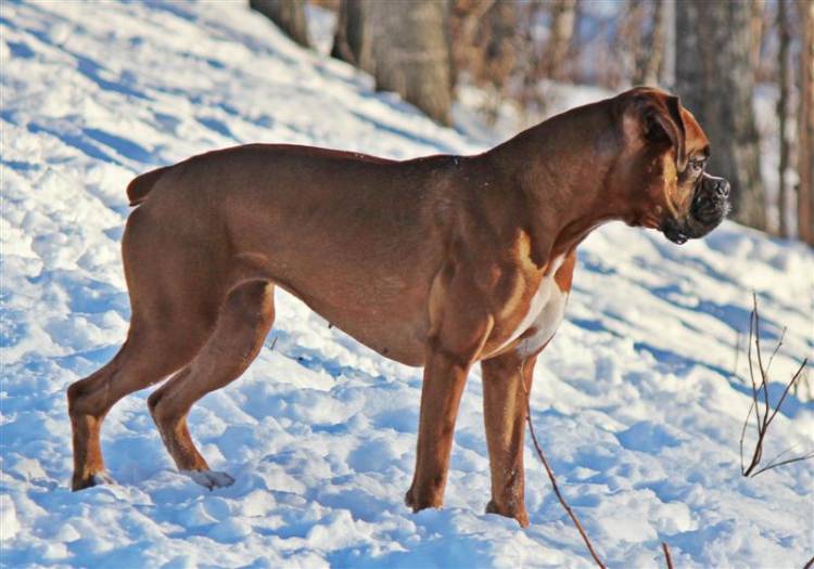 Ginger_winter_12