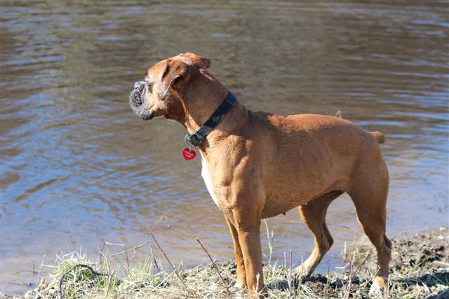Gingersnap