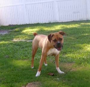 Gingeryard006