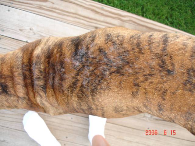 Ginny's bare spots