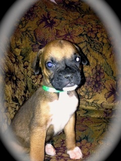 Gino at 6 weeks.
