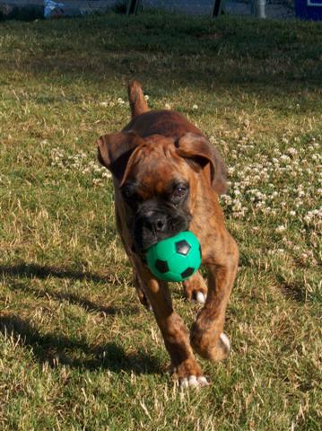 Gino fetchin