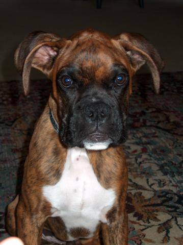 Gino