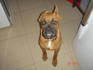 give me cheese to put the second ear up