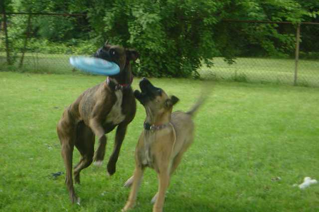 give me that frisbee
