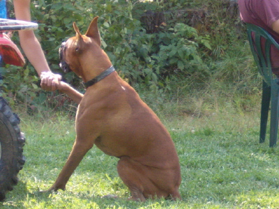 Give Paw!