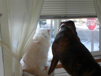 Gizmo and Rosco