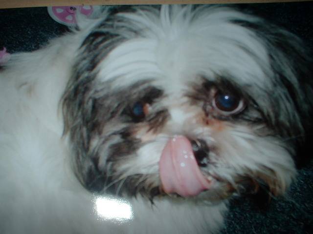 Gizmo