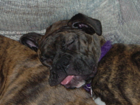 Go away! Let me sleep