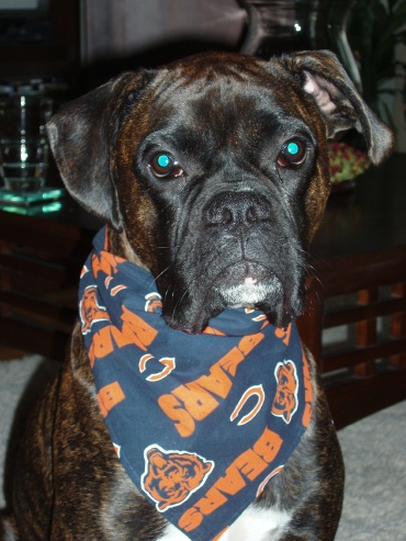Go Bears!
