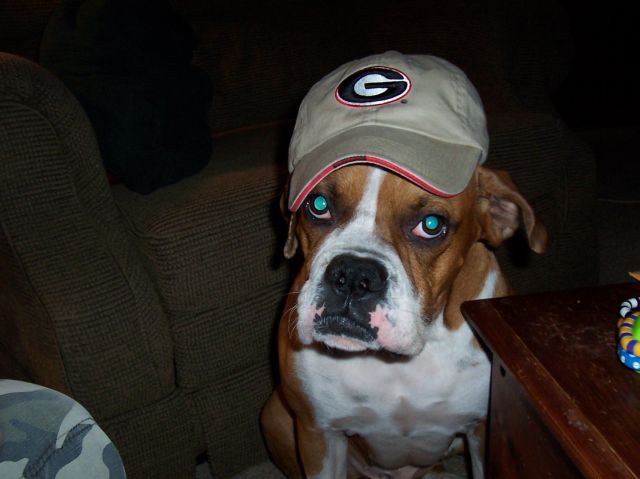 Go Dawgs!