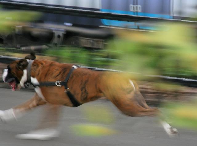 Go Henri, go!