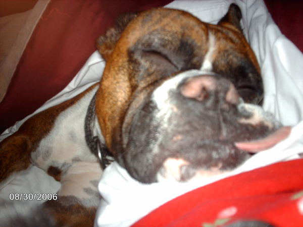 God I love this dog