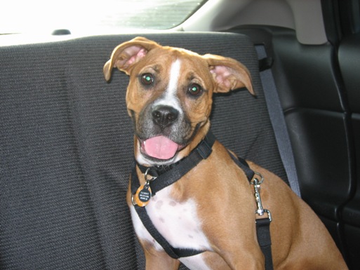 going_to_the_park