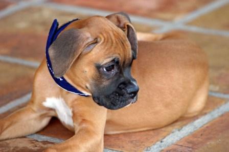 Goldie 10 weeks