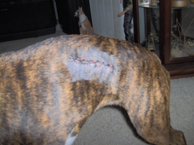 Goldie after she got stitches.