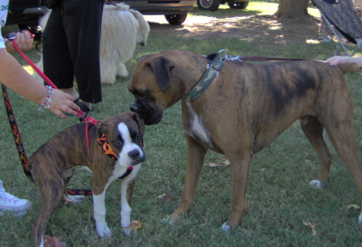 Goldie at the pouch parade