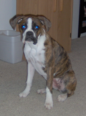 Goldie is getting so big.  6 mths
