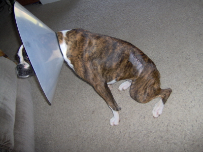 Goldie looking pitiful in her e collar and stitches