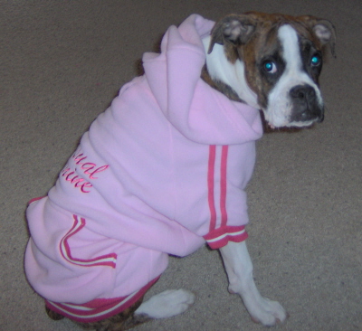 Goldie posing in her new pink hoodie.  Do you like?