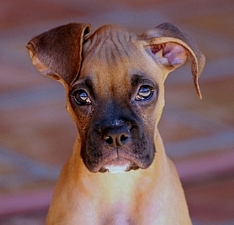 Goldie's Silly Ear