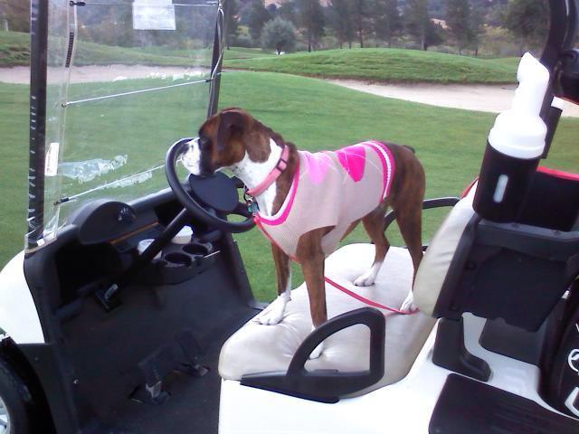Golfing again