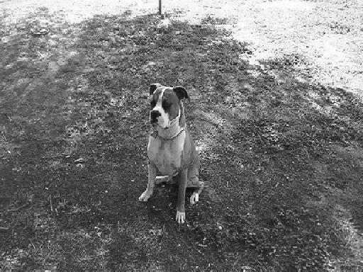 Gomez in the shade