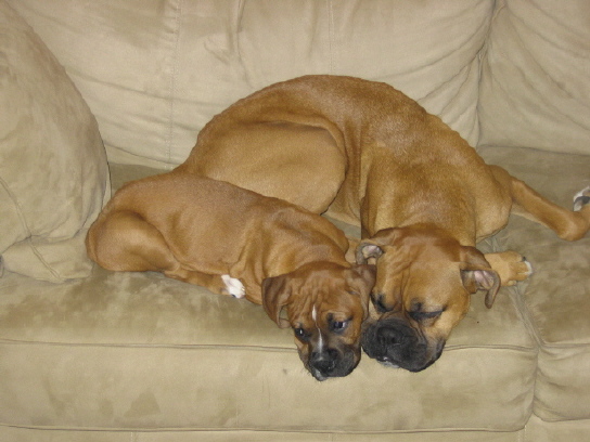 Gonzo and Star