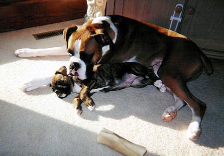 Good big brother