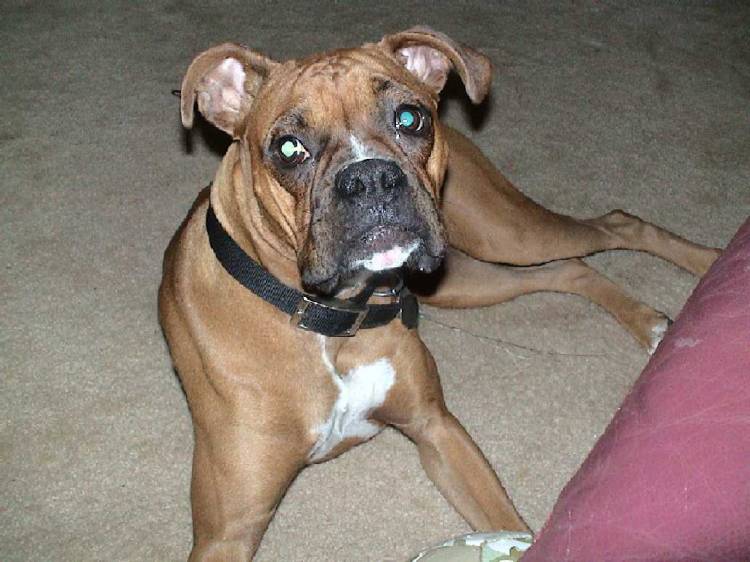 Good boy