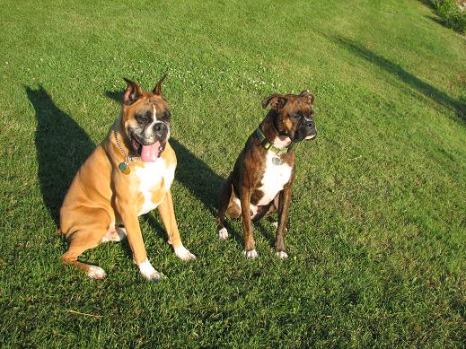 good boys