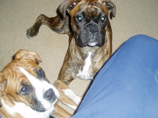 Good boyz